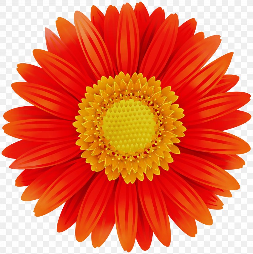 Flowers Background, PNG, 2992x3000px, Child, Animation, Annual Plant, Barberton Daisy, Company Download Free
