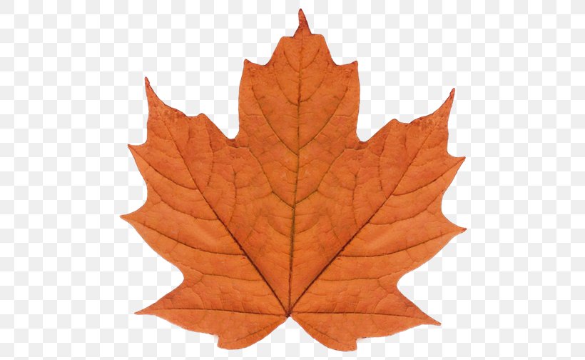 Maple Leaf Watercolor Painting Art, PNG, 500x504px, Maple Leaf, Art, Green, Kreative Gifts, Leaf Download Free