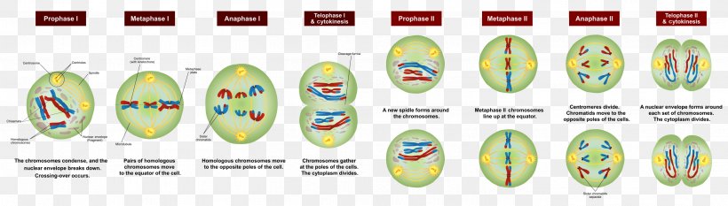 Meiosis Chromosome Cell Division Mitosis, PNG, 2809x800px, Meiosis, Anaphase, Brand, Cell, Cell Division Download Free