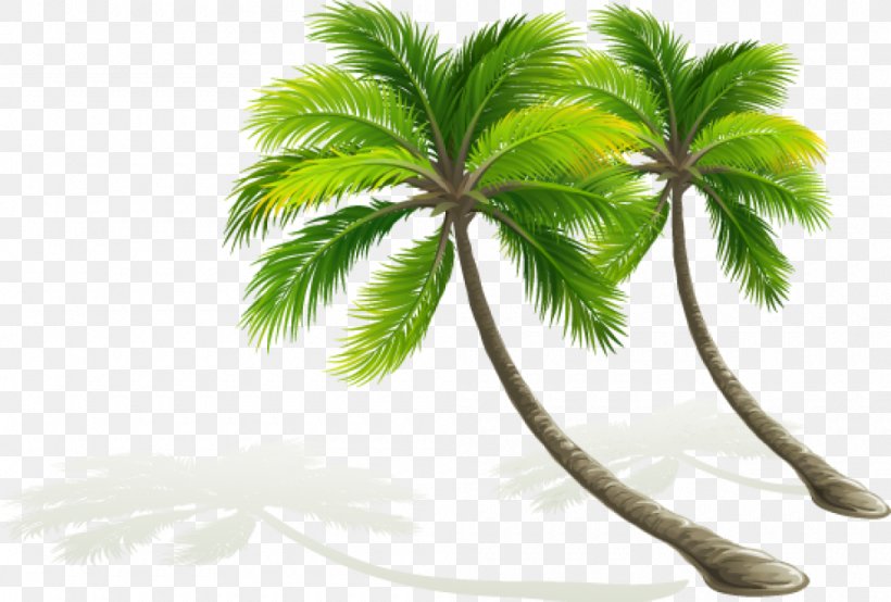 Vector Graphics Royalty-free Illustration Image, PNG, 1000x676px, Royaltyfree, Arecales, Branch, Coconut, Date Palm Download Free