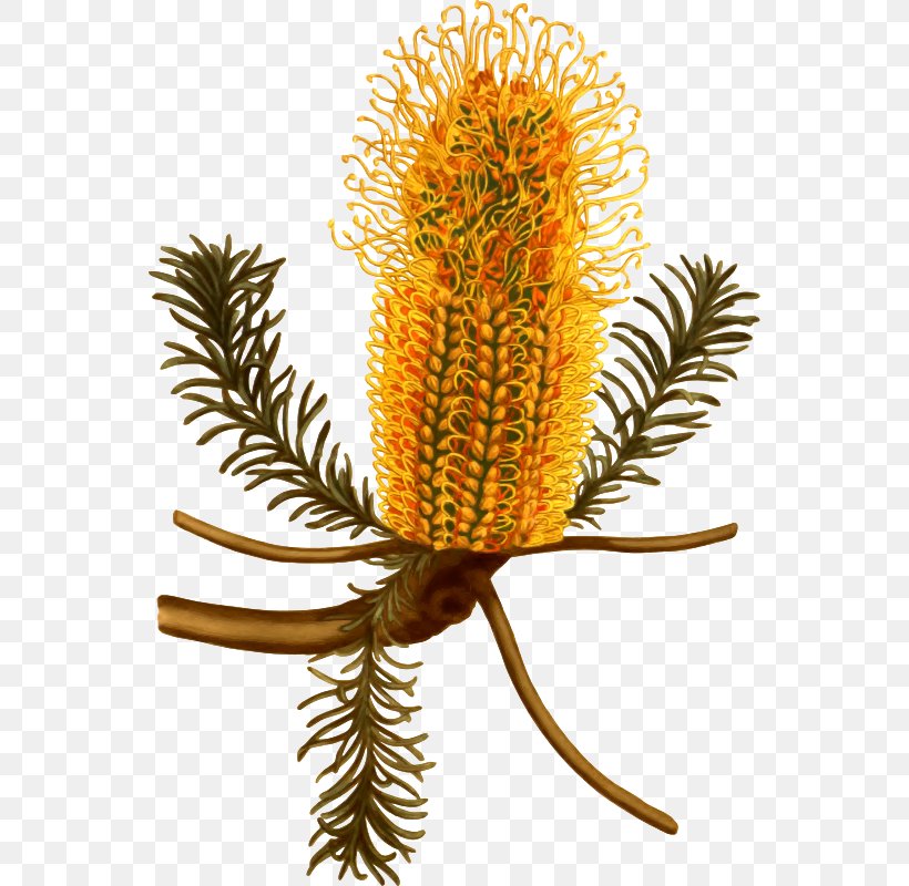 Australia Banksia Ericifolia Banksia Serrata Botany Botanical Illustration, PNG, 552x800px, Australia, Banksia, Banksia Ericifolia, Botanical Illustration, Botany Download Free