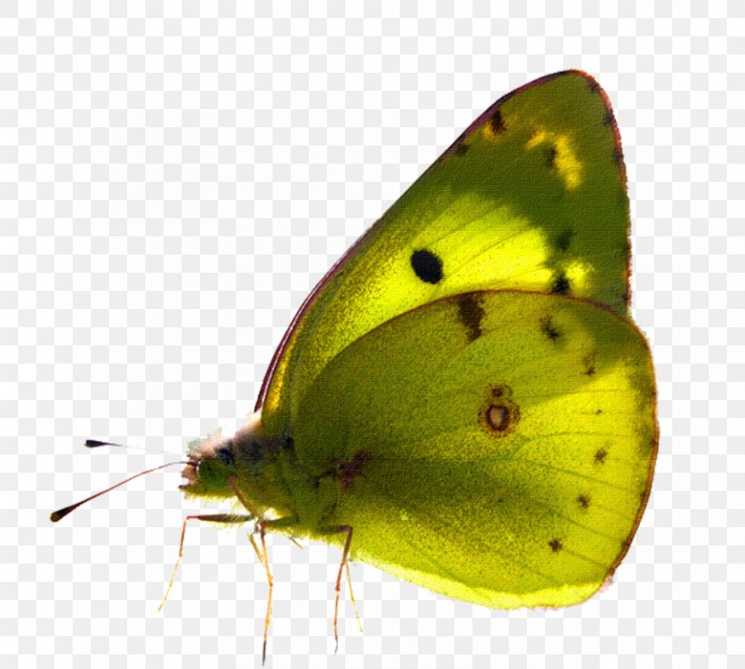 Clouded Yellows PicsArt Photo Studio Butterfly Image, PNG, 855x768px, Clouded Yellows, Arthropod, Brush Footed Butterfly, Brushfooted Butterflies, Butterfly Download Free