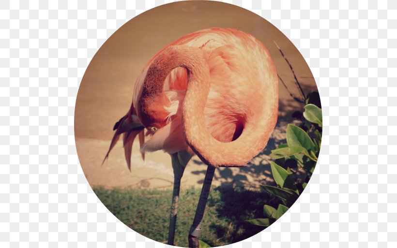 Beak Fauna Snout Neck, PNG, 513x513px, Beak, Bird, Fauna, Flamingo, Neck Download Free