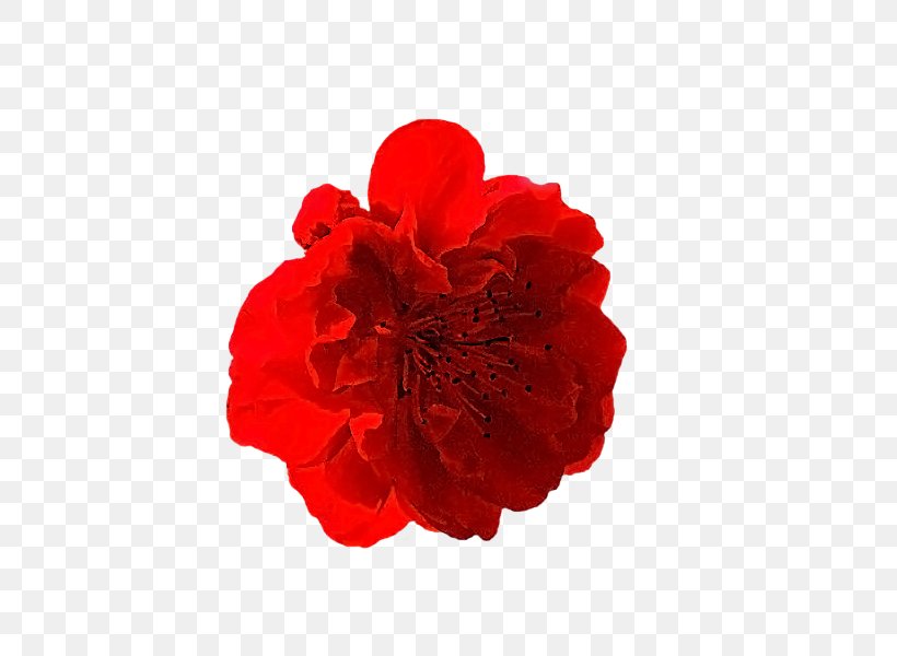 Carnation Cut Flowers Rose Family Petal, PNG, 600x600px, Carnation, Cut Flowers, Flower, Flowering Plant, Petal Download Free