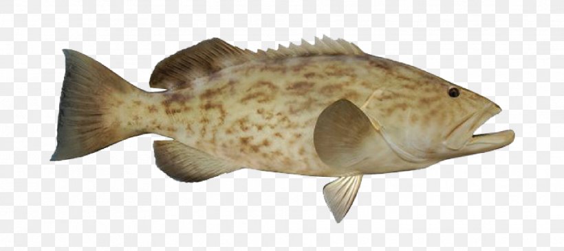 Fish Cartoon, PNG, 1876x839px, Tilapia, Animal, Bass, Bonyfish, Fish Download Free