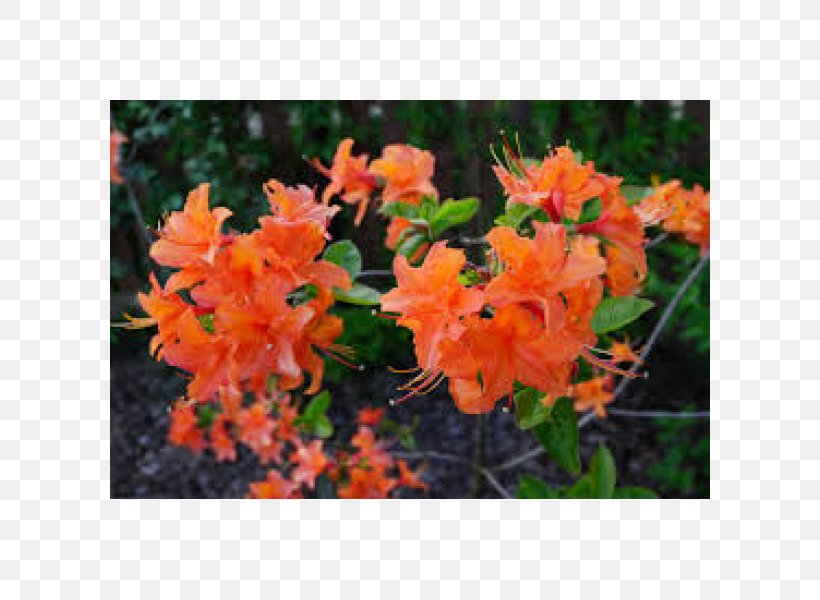 Azalea Rhododendron Tree, PNG, 600x600px, Azalea, Flower, Flowering Plant, Orange, Plant Download Free