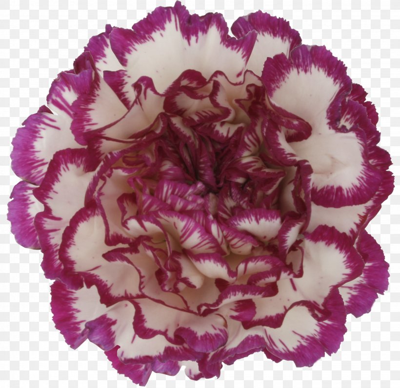 Carnation Cut Flowers Pink Petal, PNG, 2670x2592px, Carnation, Color, Cut Flowers, Dianthus Chinensis, Floral Design Download Free