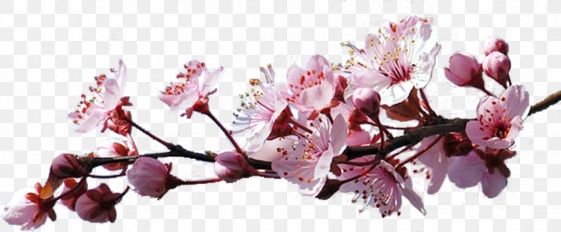Cherry Blossom Cerasus Clip Art, PNG, 1854x767px, Cherry Blossom, Blossom, Branch, Cerasus, Cherry Download Free
