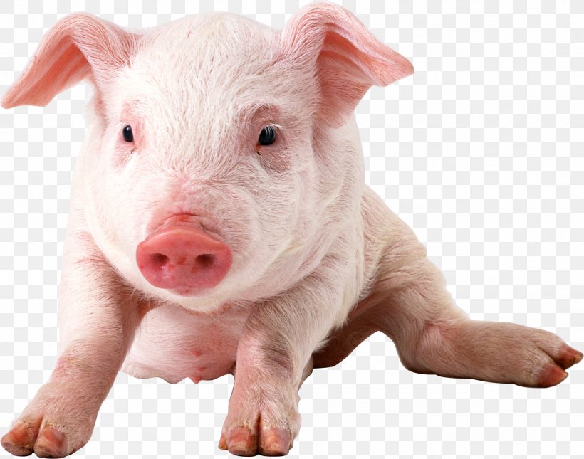 Domestic Pig Clip Art, PNG, 1914x1506px, Pig, Clipping Path, Dog Breed, Domestic Pig, Dots Per Inch Download Free