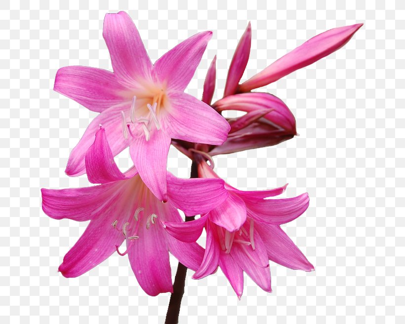 Flower Amaryllis Belladonna Hippeastrum Lilium, PNG, 675x657px, Flower, Amaryllis, Amaryllis Belladonna, Amaryllis Family, Arumlily Download Free
