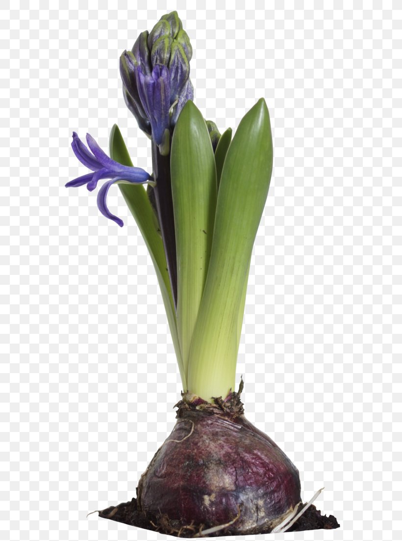 Hyacinth Flower Art Plant, PNG, 600x1102px, Hyacinth, Art, Deviantart, Floral Design, Flower Download Free