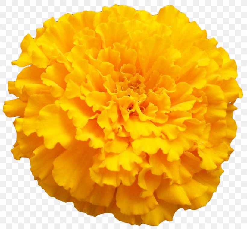 Mexican Marigold Clip Art, PNG, 1100x1019px, Mexican Marigold, Calendula, Color, Day Of The Dead, Flower Download Free