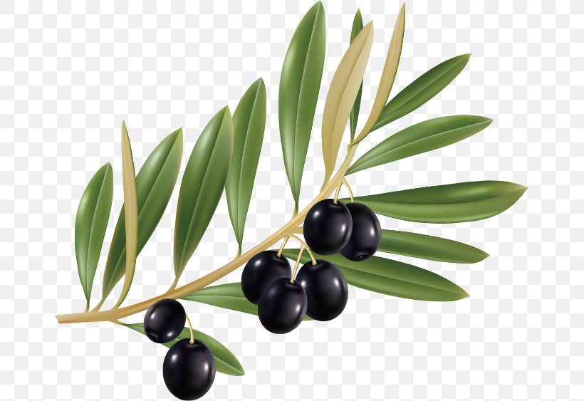 Olive Leaf Olive Oil, PNG, 668x563px, Olive, Food, Fruit, Leaf, Olive Branch Download Free