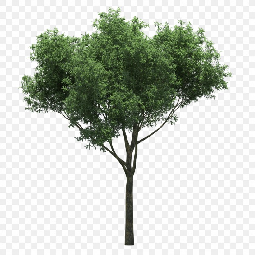 Quercus Suber Populus Nigra Gum Trees, PNG, 1024x1024px, Quercus Suber, Banyan, Bonsai, Branch, Clipping Path Download Free