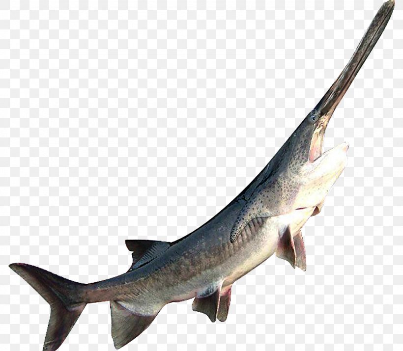 American Paddlefish Sturgeon Shark Seafood, PNG, 1024x894px, Fish, Acipenseriformes, American Paddlefish, Angling, Bony Fish Download Free