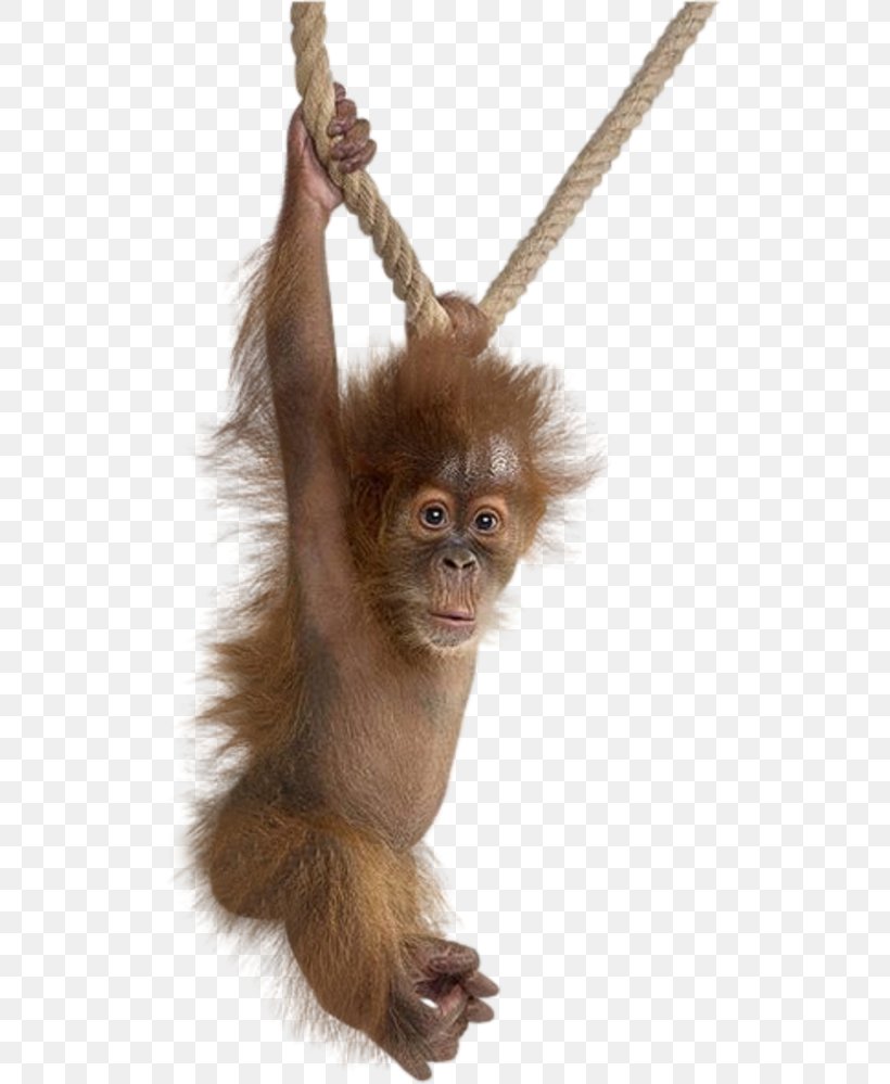 Animals On White Gorilla Primate Wildlife Monkey, PNG, 513x999px, Gorilla, Animal, Ape, Bornean Orangutan, Fur Download Free