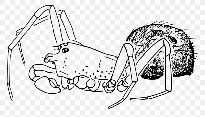 Craspedisia Spatulata Spider Craspedisia Cornuta Craspedisia Longioembolia, PNG, 1200x683px, Watercolor, Cartoon, Flower, Frame, Heart Download Free