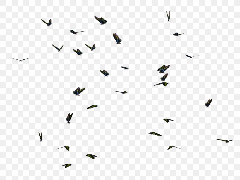Black And White Animal Migration Flock, PNG, 1024x768px, Autocad Dxf, Animal Migration, Beak, Bird, Bird Migration Download Free