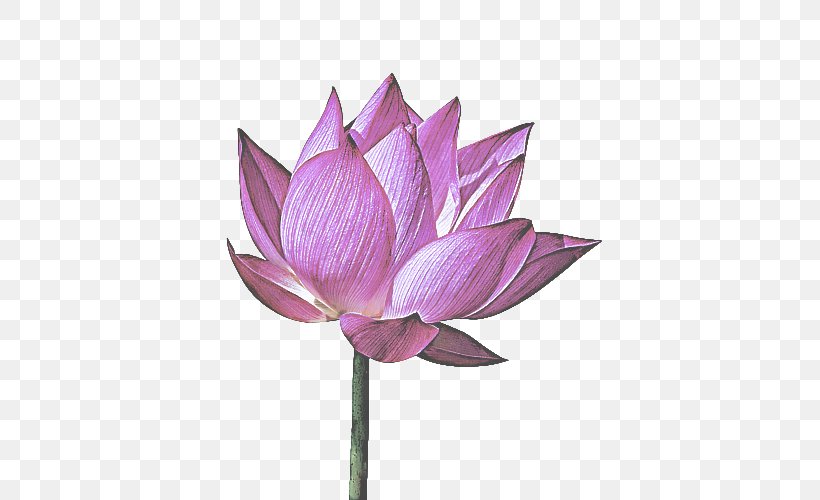 Lotus, PNG, 500x500px, Lotus Family, Aquatic Plant, Flower, Flowering Plant, Lotus Download Free