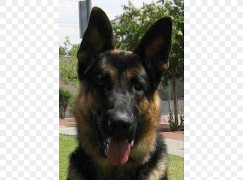 Old German Shepherd Dog King Shepherd Shiloh Shepherd Dog East-European Shepherd, PNG, 609x609px, Old German Shepherd Dog, Breed, Bulldog, Carnivoran, Dog Download Free