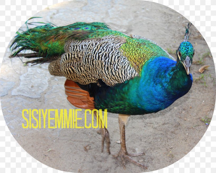 Peafowl Fauna Feather, PNG, 1600x1288px, Peafowl, Beak, Bird, Fauna, Feather Download Free