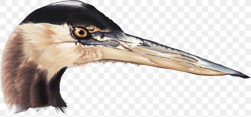 White Stork Bird Beak, PNG, 4450x2087px, Bird, Animal, Beak, Ciconia, Copying Download Free