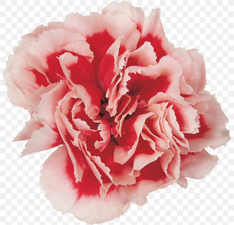 Carnation Cut Flowers Photography Flower Bouquet, PNG, 800x791px, Carnation, Azalea, Blue, Cut Flowers, Dianthus Download Free