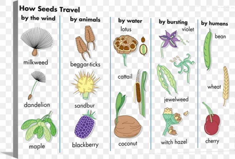 Seed Dispersal Seed Plants Fruit Pollination, PNG, 994x674px, Seed Dispersal, Biological Dispersal, Biological Life Cycle, Cotyledon, Flora Download Free