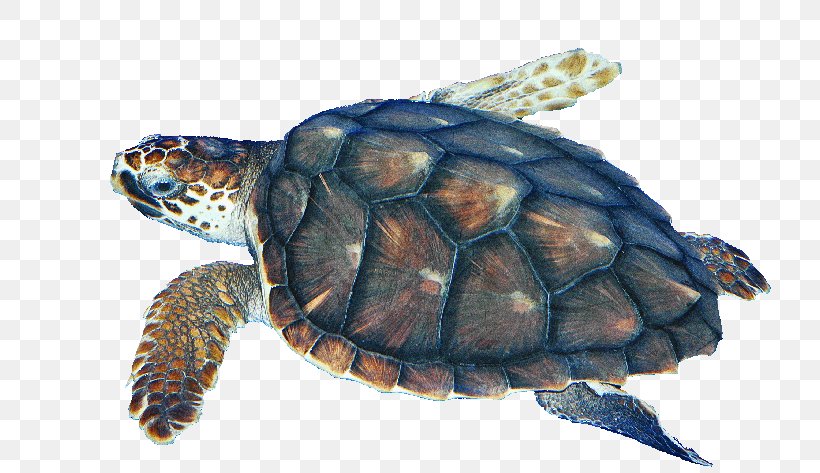 Box Turtles Loggerhead Sea Turtle Kemp's Ridley Sea Turtle Tortoise, PNG, 732x473px, Box Turtles, Box Turtle, Chelydridae, Emydidae, Green Sea Turtle Download Free