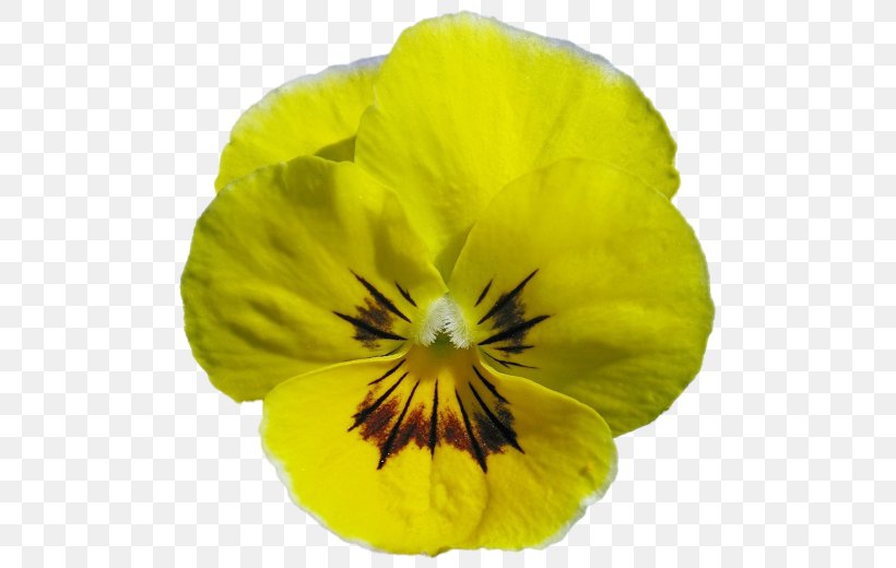 Pansy, PNG, 500x520px, Pansy, Flower, Flowering Plant, Petal, Plant Download Free