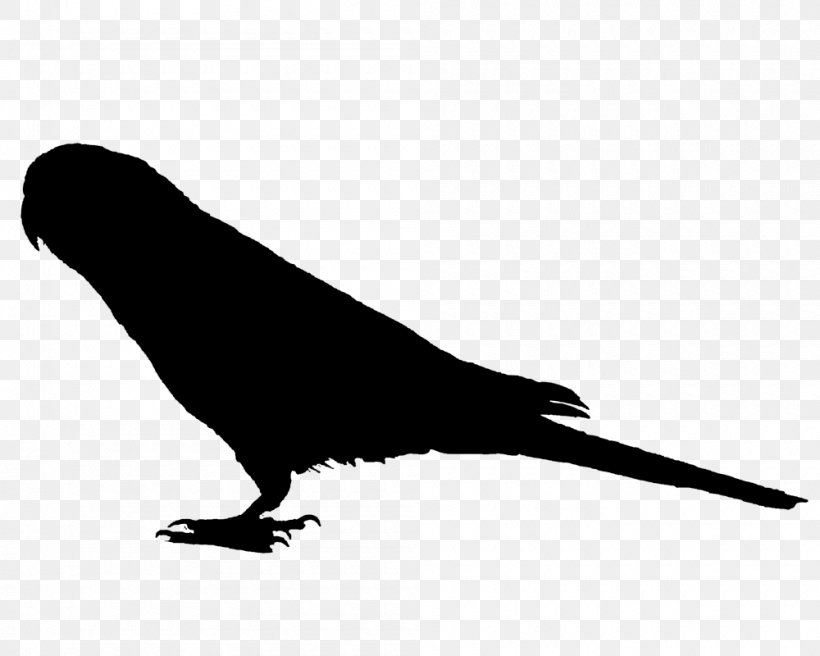 Vector Graphics Image AcFun Sparrow Silhouette, PNG, 1000x800px, Acfun, Beak, Bird, Crow, Drawing Download Free