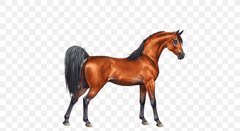 Arabian Horse Mane Stallion Foal Mare, PNG, 600x450px, Arabian Horse, Animal Figure, Appaloosa, Bay, Breed Download Free