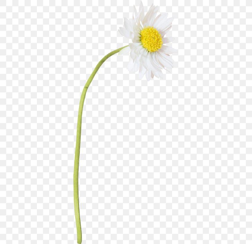 Oxeye Daisy Petal Flower Plant Stem, PNG, 343x793px, Oxeye Daisy, Advertising, Daisy, Daisy Family, Dandelion Download Free