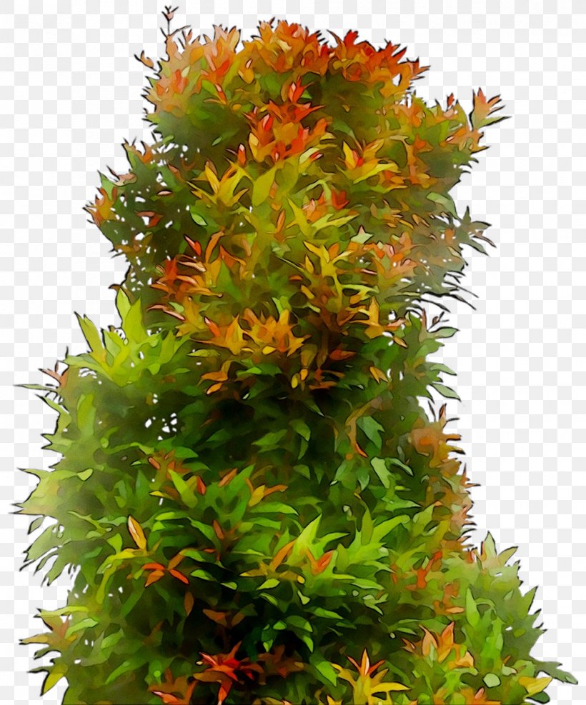 Tree Shrub, PNG, 1044x1257px, Tree, Aquarium Decor, Flower, Flowering Plant, Moss Download Free