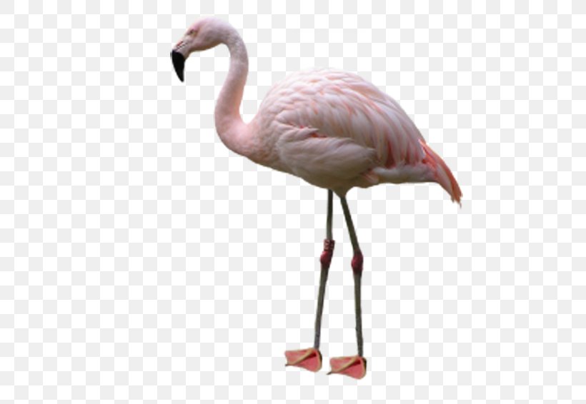 Bird Phoenicopteridae Flamingo, PNG, 600x566px, Bird, Beak, Flamingo, Neck, Phoenicopteridae Download Free