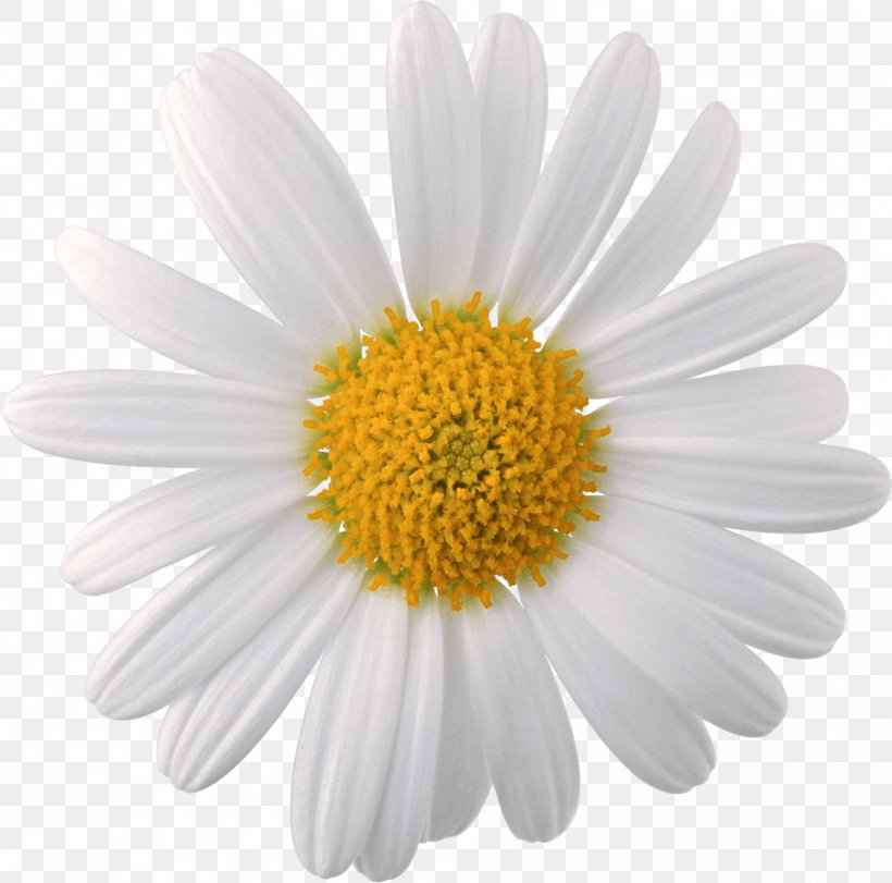 Flower Chamomile, PNG, 1885x1865px, Chamomile, Aster, Chamaemelum Nobile, Chrysanths, Daisy Download Free