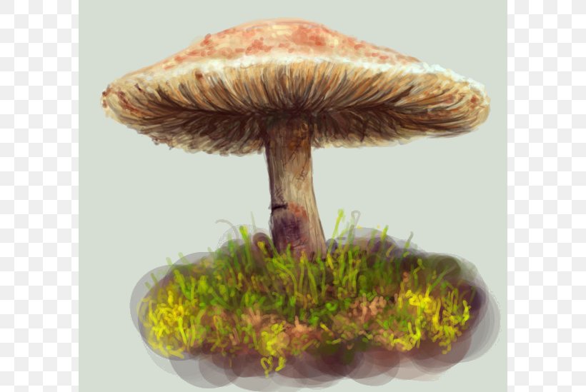 Fungus Edible Mushroom Medicinal Fungi Medicine, PNG, 600x549px, Fungus, Edible Mushroom, Medicinal Fungi, Medicinal Mushroom, Medicine Download Free