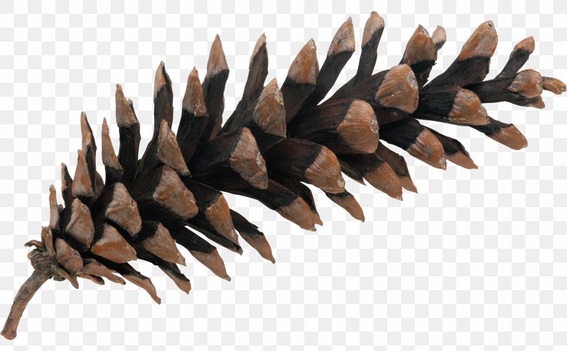Conifer Cone Clip Art, PNG, 3543x2199px, Conifer Cone, Cone, Conifers, Material, Photography Download Free