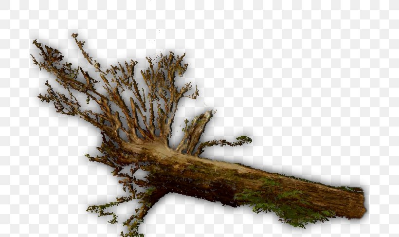 Twig Wood Trunk Tree Branch, PNG, 696x487px, Twig, Branch, Conifer, Lumberjack, Pine Download Free