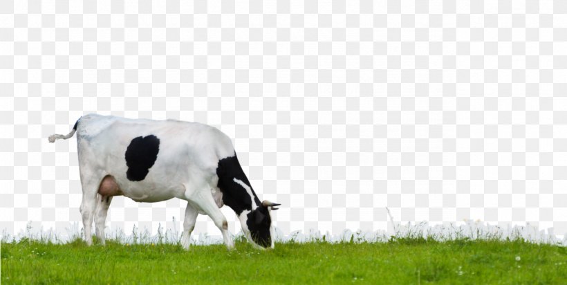 Dairy Cattle DataLife Engine 0 Password, PNG, 1279x644px, 2017, Dairy Cattle, Authorization, Cattle, Cattle Like Mammal Download Free