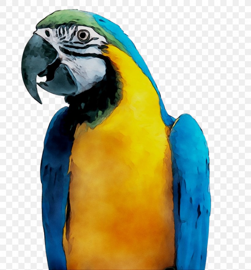 Macaw Parakeet Feather Pet Beak, PNG, 990x1067px, Macaw, Beak, Bird, Blue, Budgie Download Free