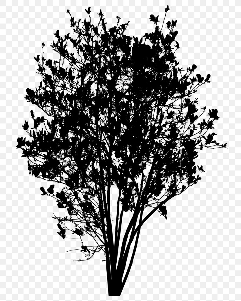 Stock.xchng Pixabay Image Ecology Photograph, PNG, 773x1024px, Ecology, Blackandwhite, Branch, Digital Image, Flower Download Free