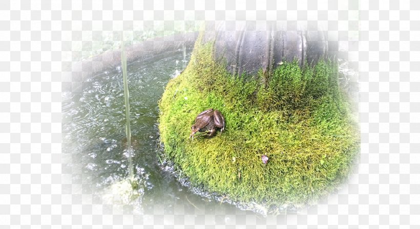Frog Water Nervous System Holism Human Body, PNG, 1000x547px, Frog, Autonomic Nervous System, Grass, Grass Family, Grasses Download Free