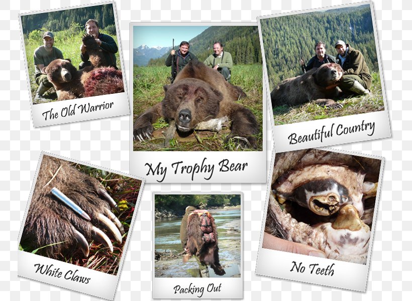 Grizzly Bear Apple River Alaska Peninsula Brown Bear Wildlife, PNG, 750x600px, Grizzly Bear, Alaska Peninsula Brown Bear, Anxiety, Bear, Canada Download Free