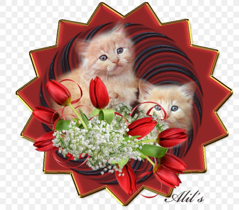 Kitten Cat Whiskers Animation, PNG, 800x720px, Kitten, Animation, Blog, Carnivoran, Cat Download Free
