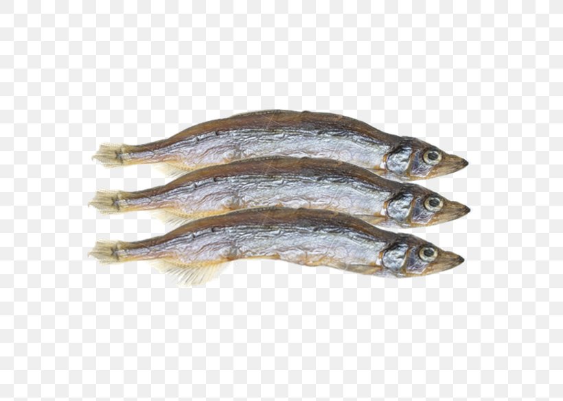 Pacific Saury Capelin Fish Shishamo Herring, PNG, 638x585px, Pacific Saury, Anchovy, Anchovy Food, Animal Source Foods, Capelin Download Free