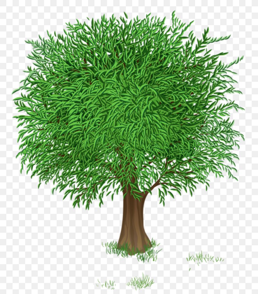 Tree Spring Clip Art, PNG, 800x935px, Tree, Blossom, Branch, Cartoon, Evergreen Download Free