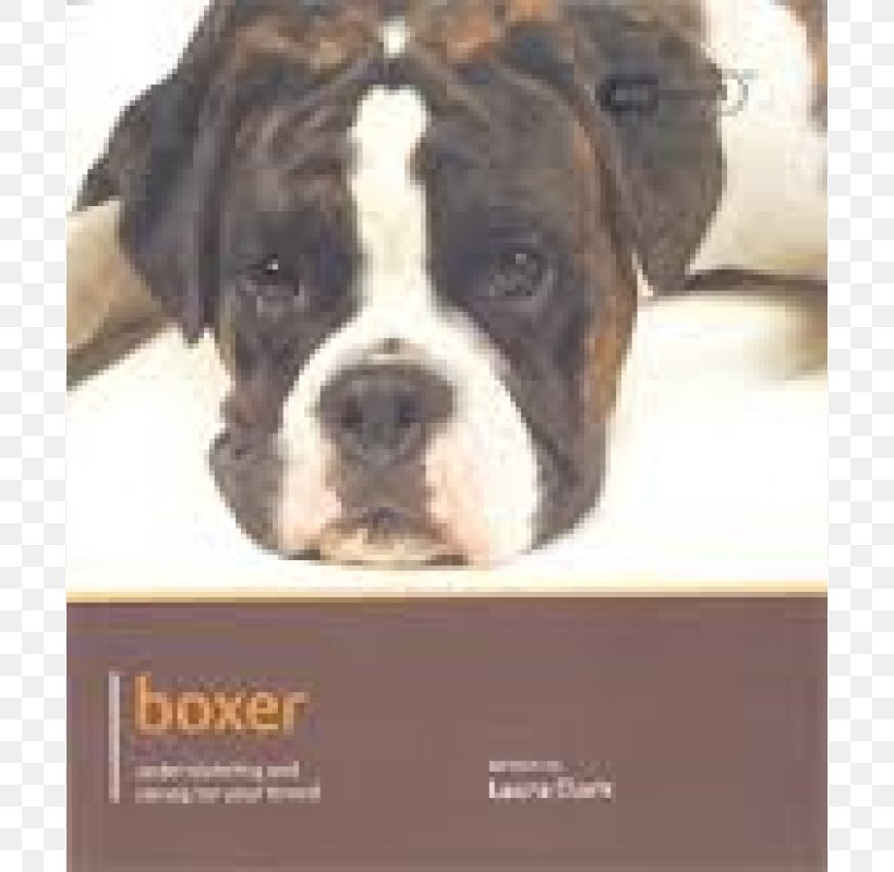 Valley Bulldog Toy Bulldog Olde English Bulldogge Boxer, PNG, 800x800px, Valley Bulldog, Book, Boxer, Breed, Bulldog Download Free