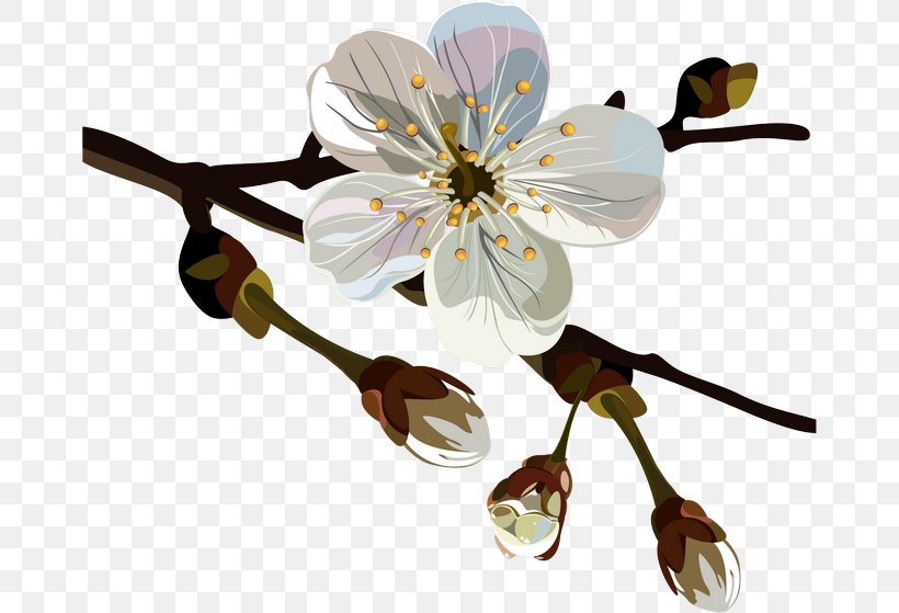 Cherry Blossom, PNG, 670x559px, Cherry Blossom, Blossom, Branch, Chimonanthus, Chimonanthus Praecox Download Free