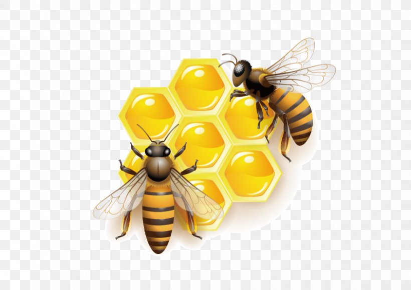 Honey Bee Clip Art, PNG, 842x596px, Bee, Arthropod, Bee Pollen, Honey, Honey Bee Download Free